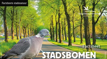 Download factsheet straatbomen