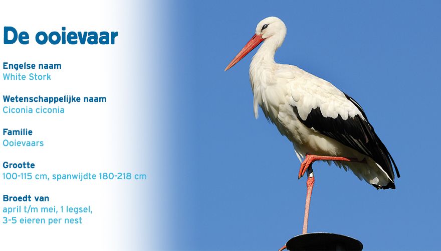 Ooievaar paspoort vogelcursus