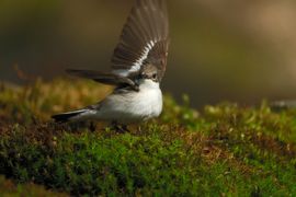 Waar zitten die vliegen?
