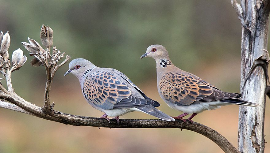 Zomertortel / Birdphoto