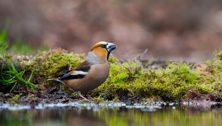 Appelvink / Wil Leurs AGAMI