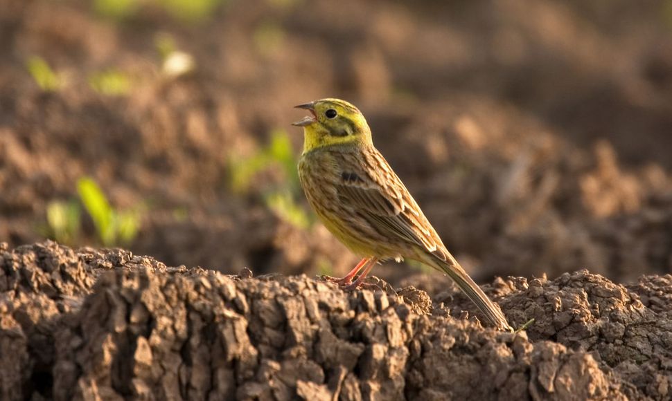 Geelgors  Vogelbescherming