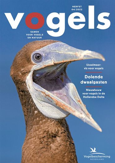 Cover Vogels 04/2022
