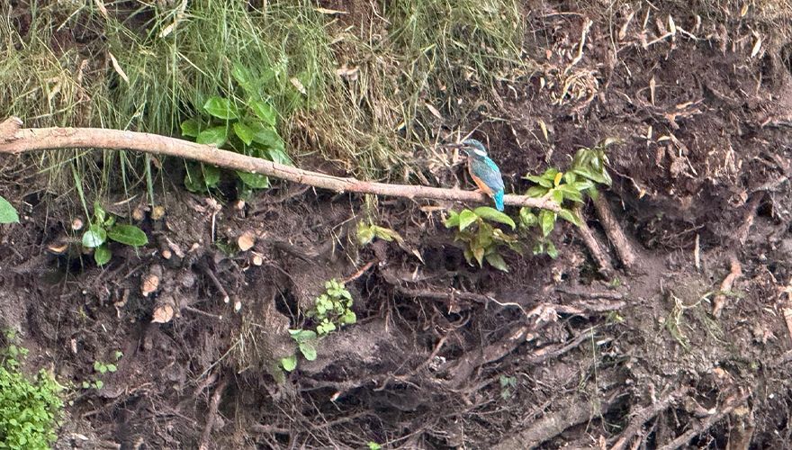 IJsvogel / Clemens Salet