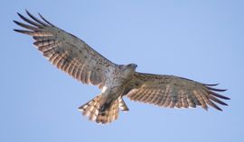 Slangenarend boven de Strabrechtse heide