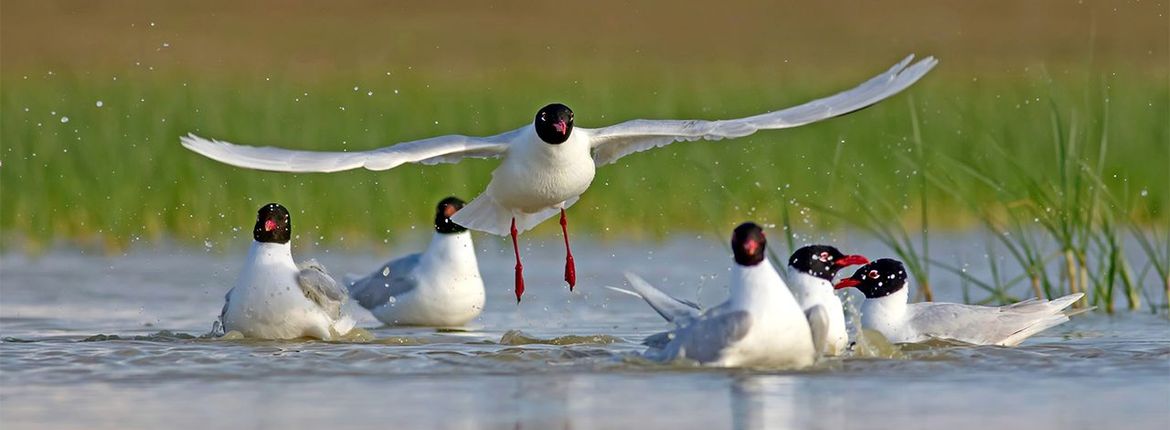 Zwartkopmeeuw / Shutterstock