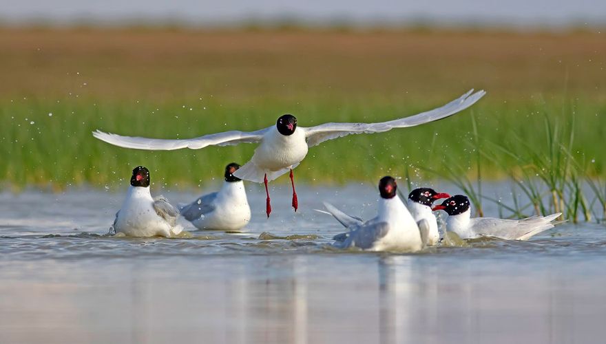 Zwartkopmeeuw / Shutterstock