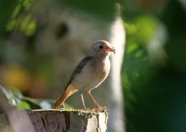 Versnapering voor de kleintjes