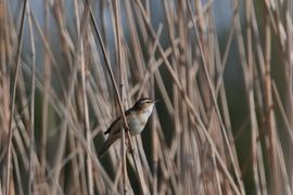 Een zanger in het riet