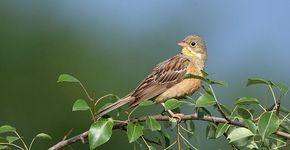 Ortolaan / Birdphoto