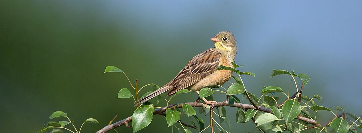 Ortolaan / Birdphoto