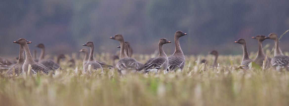 Toendrarietgans / Jan Lok