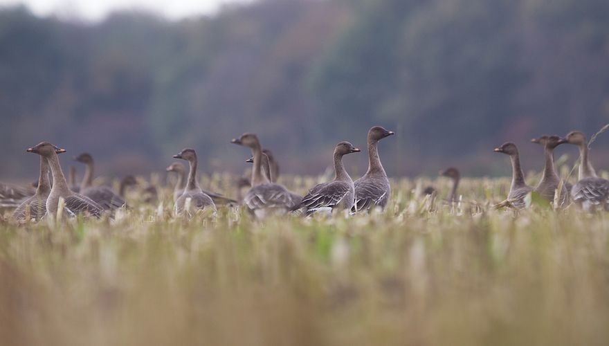 Toendrarietgans / Jan Lok