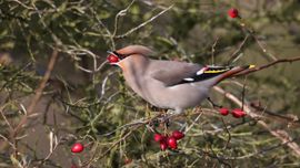 Pestvogel doet zich tegoed aan bottels van de Gelderse Roos.