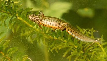 Kleine watersalamander / Hans Peeters