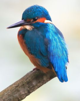IJsvogel spiedt het water af