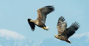 Zeearend / Shutterstock