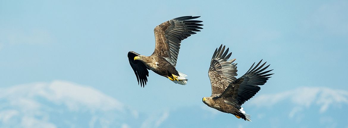 Zeearend / Shutterstock