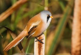 Het is weer herfst. Dus een mooie tijd om weer Baardmannetjes te fotograferen.