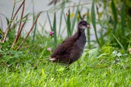 Jonge meerkoet 