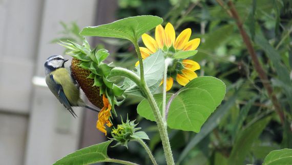 Pimpelmees, zonnebloem, tuin / Imco Janssen - Fotogalerij