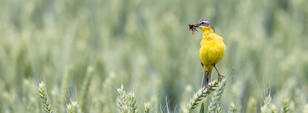 Gele kwikstaart / Shutterstock