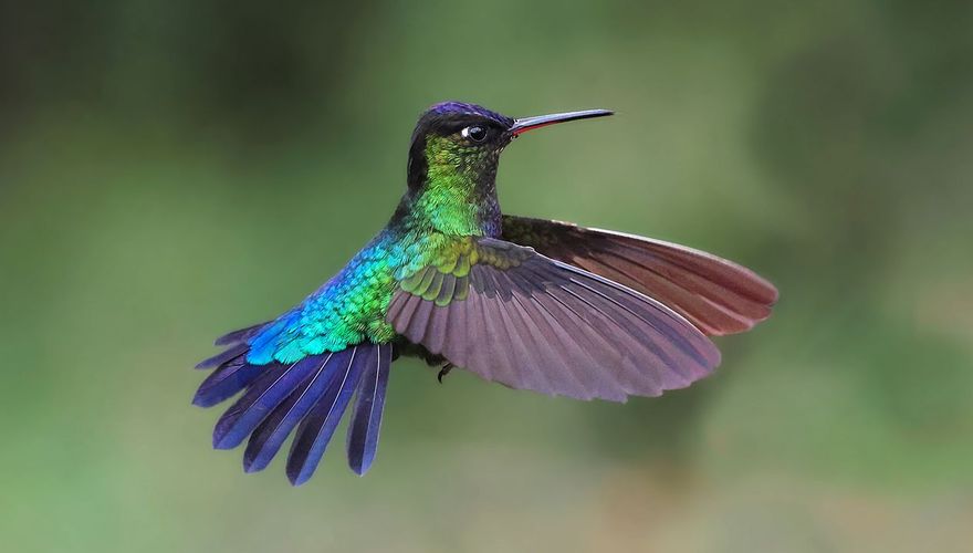 Irazukolibrie / Ruwan Aluvihare