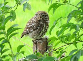 Steenuil in mooie setting