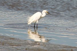 Deze grote zilverreiger ving 6 van deze vissen in een half uur!