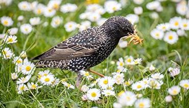 Spreeuw / Shutterstock