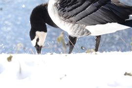 Winters weertje