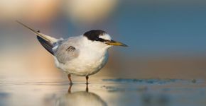 Dwergstern / Shutterstock