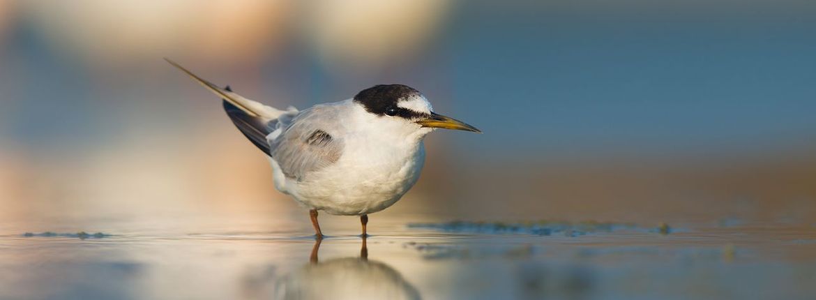 Dwergstern / Shutterstock