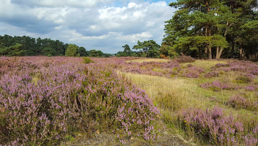 Hoge Veluwe / Hans Peeters