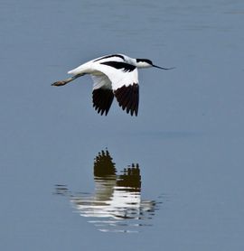 Kluut in de vlucht