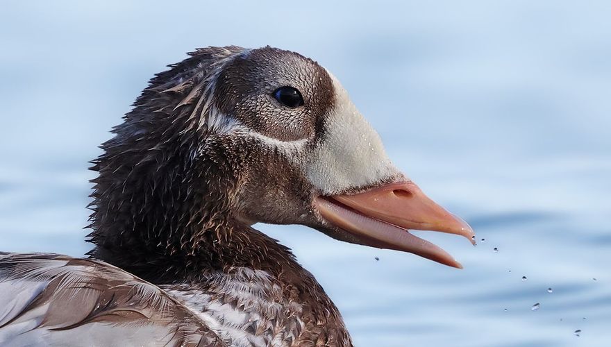 Brileider / Ruwan Aluvihare