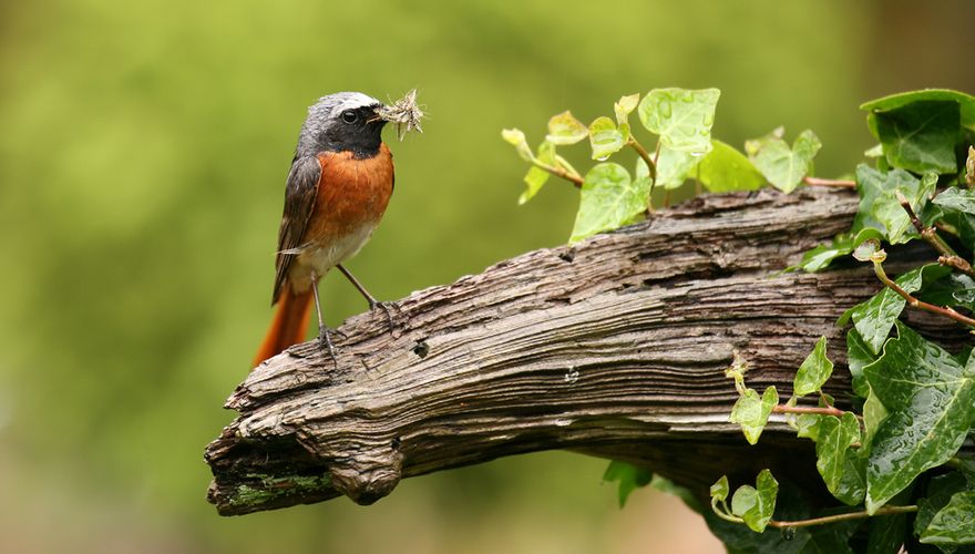 Gekraagde roodstaart / Shutterstock