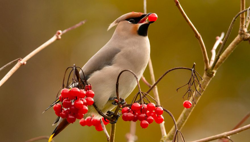 Pestvogel/ Wil Leurs