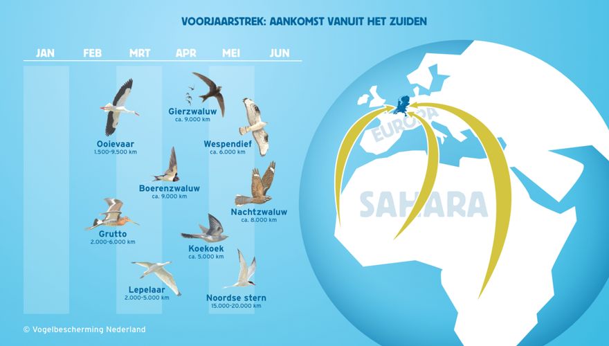 Infographic vogeltrek voorjaar, 2019