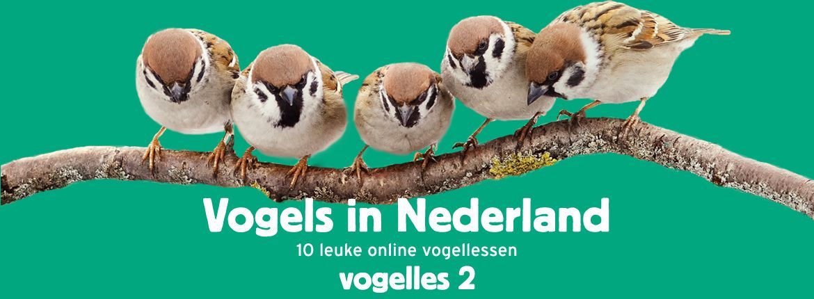 Header Vogels in Nederland