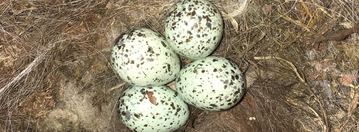 steak Datum huid Nog op eieren | Vogelbescherming