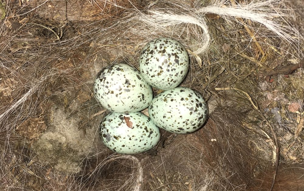 gespannen Sluit een verzekering af Stemmen Nog op eieren | Vogelbescherming