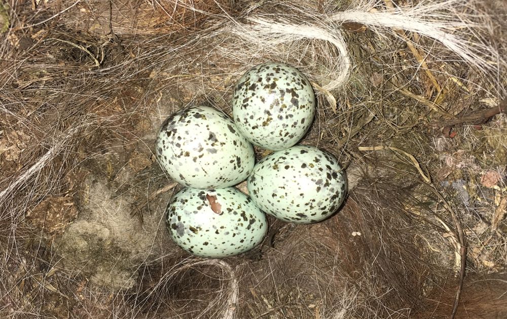 steak Datum huid Nog op eieren | Vogelbescherming