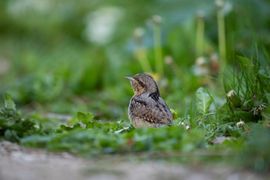 Opgaan in zijn omgeving.