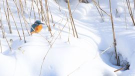 IJsvogel in de sneeuw