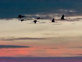 Kraanvogels in Diepholz