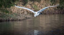 Zilverreiger maakt een 