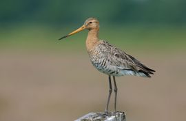 Koning van het grasland