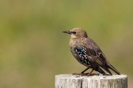 Juveniele Spreeuw