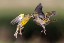 Ruziënde groenlingen